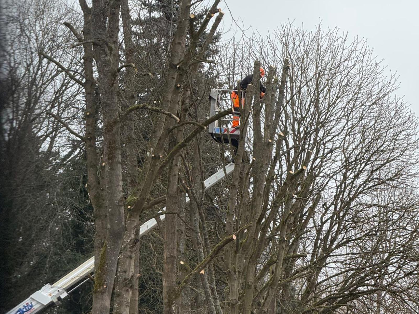 Baumpflege Gießen
